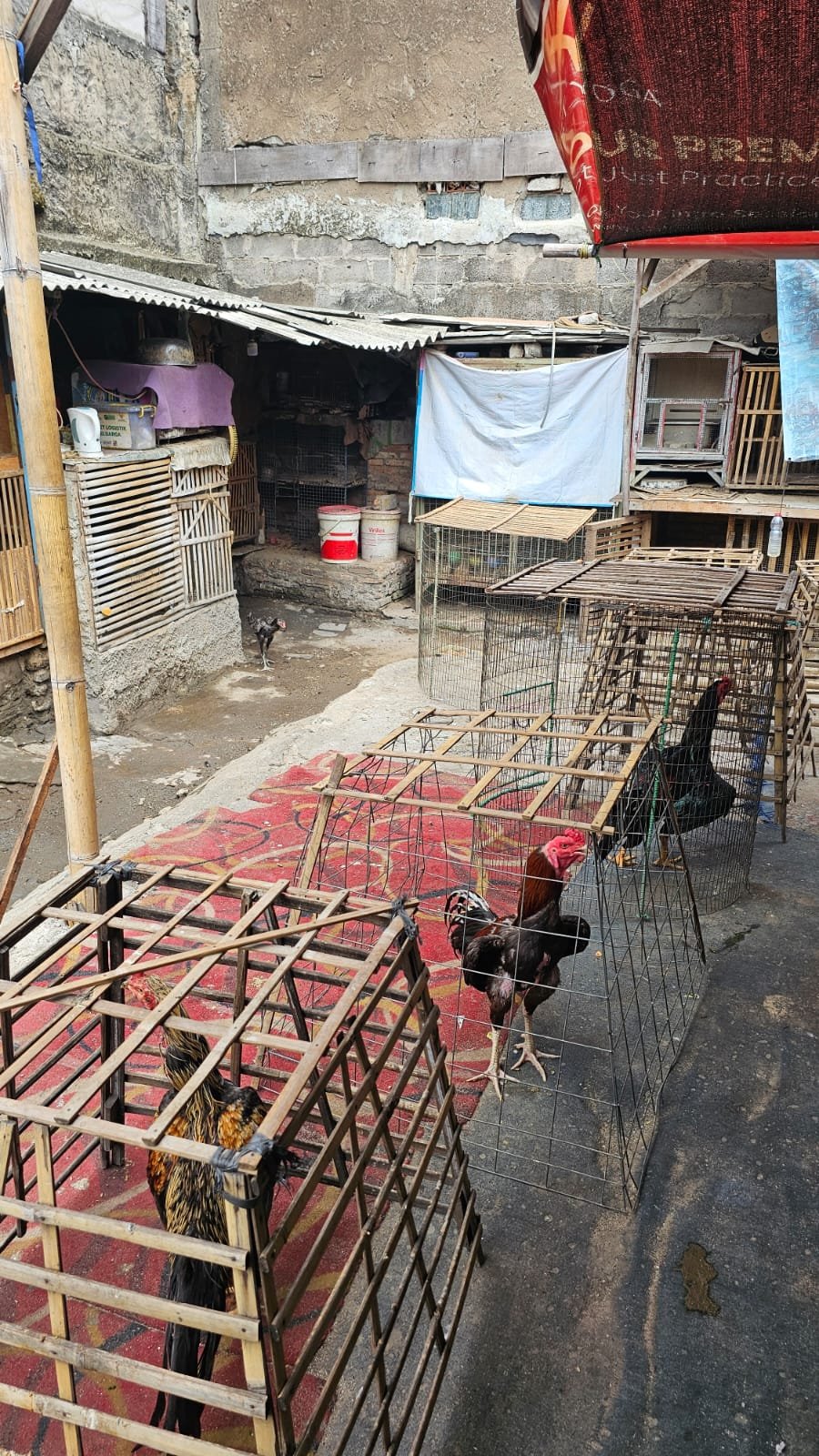 Respons Cepat Unit Resmob Polres Metro Jakarta Pusat Menindaklanjuti Dugaan Judi Sabung Ayam
