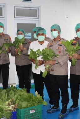 Polda Metro Jaya Panen 82 Kilogram Pakcoy untuk Dukung Program Makan Bergizi
