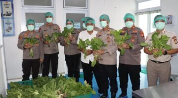 Polda Metro Jaya Panen 82 Kilogram Pakcoy untuk Dukung Program Makan Bergizi
