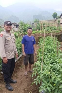 Bhabinkamtibmas Polsek Nongkojajar Dampingi Warga Pantau Tanaman Tomat Dukung Program Ketahanan Pangan Nasional