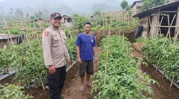 Bhabinkamtibmas Polsek Nongkojajar Dampingi Warga Pantau Tanaman Tomat Dukung Program Ketahanan Pangan Nasional