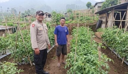 Bhabinkamtibmas Polsek Nongkojajar Dampingi Warga Pantau Tanaman Tomat Dukung Program Ketahanan Pangan Nasional - Teropong Rakyat