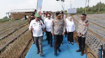 Dukung Swasembada Pangan, Polisi Tanam Bawang Putih 1,5 Hektare bersama Forkopimda di Malang