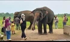 Api di Taman Nasional Way Kambas Berhasil Dipadamkan, Seluruh Gajah Terpantau Aman