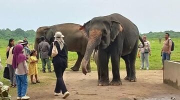 Api di Taman Nasional Way Kambas Berhasil Dipadamkan, Seluruh Gajah Terpantau Aman
