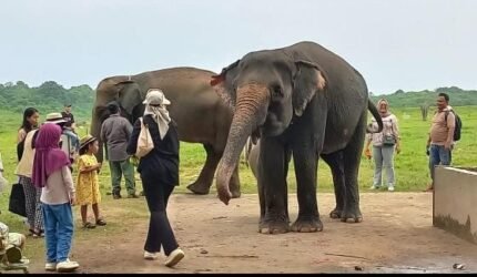 Api di Taman Nasional Way Kambas Berhasil Dipadamkan, Seluruh Gajah Terpantau Aman - Teropong Rakyat