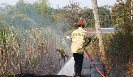 Lahan Tebu Seluas 1 Hektare Terbakar di Pakisaji, Diduga Akibat Sisa Pembakaran Sampah - Teropong Rakyat