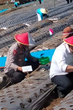 Bawang Putih Lumbu Hijau di Sumbersuko Dikembangkan sebagai Benih, 6 Hektare Disiapkan