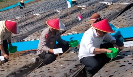 Bawang Putih Lumbu Hijau di Sumbersuko Dikembangkan sebagai Benih, 6 Hektare Disiapkan - Teropong Rakyat