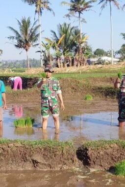 Gerakan Tanam Padi Serentak di Bantur, TNI Dorong Percepatan Luas Tambah Tanam