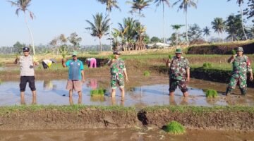 Gerakan Tanam Padi Serentak di Bantur, TNI Dorong Percepatan Luas Tambah Tanam