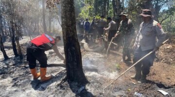 Kebakaran Hutan Melanda Kawasan Gunung Buthak, Jalur Pendakian Ditutup Sementara