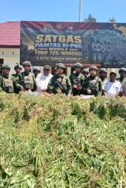 TNI Bersihkan Ladang Ganja di Yahukimo, 21.400 Batang Diamankan