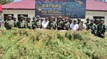 TNI Bersihkan Ladang Ganja di Yahukimo, 21.400 Batang Diamankan
